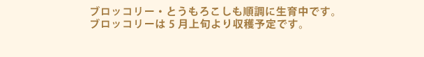 ブロッコリー・とうもろこしも順調に生育中です。ブロッコリーは5月上旬より収穫予定です。