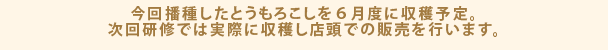 今回播種したとうもろこしを６月度に収穫予定。次回研修では実際に収穫し店頭での販売を行います。