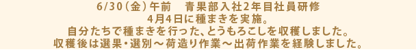 6/30（金）午前　青果部入社2年目社員研修 4月4日に種まきを実施。自分たちで種まきを行った、とうもろこしを収穫しました。収穫後は選果・選別～荷造り作業～出荷作業を経験しました。