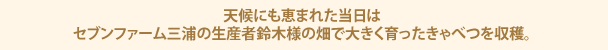 天候にも恵まれた当日はセブンファーム三浦の生産者鈴木様の畑で大きく育ったきゃべつを収穫。