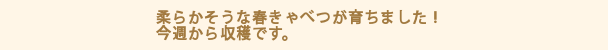 柔らかそうな春きゃべつが育ちました！今週から収穫です。