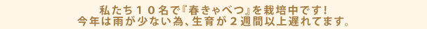 私たち１０名で『春きゃべつ』を栽培中です！今年は雨が少ない為、生育が２週間以上遅れてます。