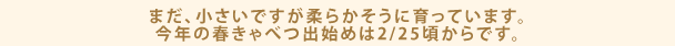まだ、小さいですが柔らかそうに育っています。今年の春きゃべつ出始めは2/25頃からです。