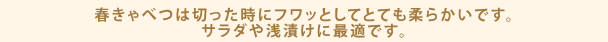 春きゃべつは切った時にフワッとしてとても柔らかいです。サラダや浅漬けに最適です。