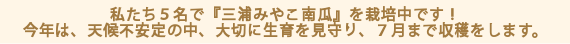 私たち５名で『三浦みやこ南瓜』を栽培中です！今年は、天候不安定の中、大切に生育を見守り、７月まで収穫をします。