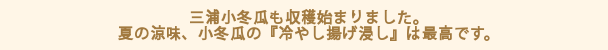 三浦小冬瓜も収穫始まりました。夏の涼味、小冬瓜の『冷やし揚げ浸し』は最高です。