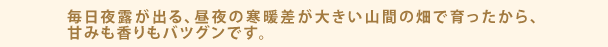 毎日夜露が出る、昼夜の寒暖差が大きい山間の畑で育ったから、甘みも香りもバツグンです。