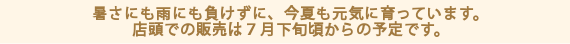 暑さにも雨にも負けずに、今夏も元気に育っています。店頭での販売は７月下旬頃からの予定です。