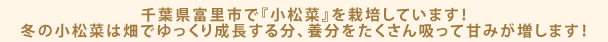 千葉県富里市で『小松菜』を栽培しています！冬の小松菜は畑でゆっくり成長する分、養分をたくさん吸って甘みが増します！