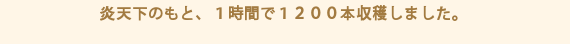 炎天下のもと、１時間で１２００本収穫しました。