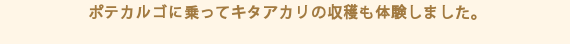 ポテカルゴに乗ってキタアカリの収穫も体験しました。