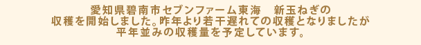 愛知県碧南市セブンファーム東海　新玉ねぎの収穫を開始しました。昨年より若干遅れての収穫となりましたが平年並みの収穫量を予定しています。