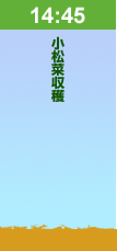 14:45小松菜収穫