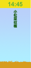 14:45小松菜収穫