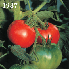 1987