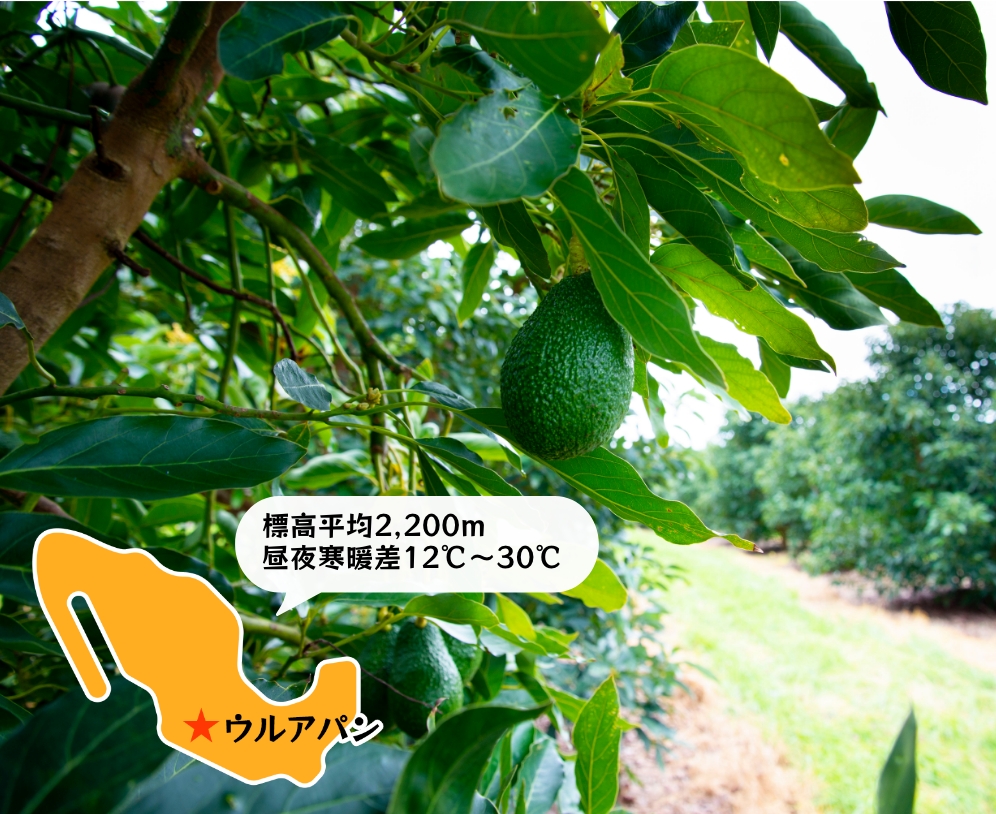 未熟なアボカドは出さない!