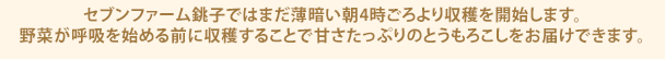セブンファーム銚子ではまだ薄暗い朝4時ごろより収穫を開始します。野菜が呼吸を始める前に収穫することで甘さたっぷりのとうもろこしをお届けできます