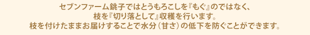 セブンファーム銚子ではとうもろこしを『もぐ』のではなく、枝を『切り落として』収穫を行います。枝を付けたままお届けすることで水分（甘さ）の低下を防ぐことができます。