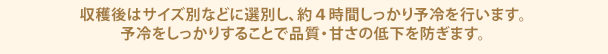 収穫後はサイズ別などに選別し、約４時間しっかり予冷を行います。予冷をしっかりすることで品質・甘さの低下を防ぎます。