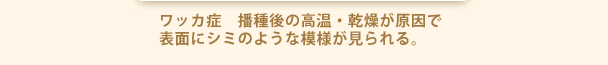 ワッカ症　播種後の高温・乾燥が原因で表面にシミのような模様が見られる