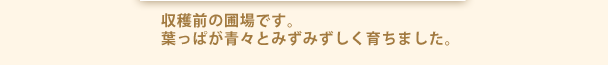 収穫前の圃場です。葉っぱが青々とみずみずしく育ちました。