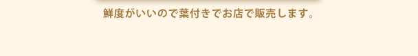 鮮度がいいので葉付きでお店で販売します。