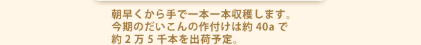 朝早くから手で一本一本収穫します。今期のだいこんの作付けは約40aで約2万5千本を出荷予定。