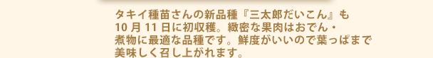 タキイ種苗さんの新品種『三太郎だいこん』も10月11日に初収穫。緻密な果肉はおでん・煮物に最適な品種です。鮮度がいいので葉っぱまで美味しく召し上がれます。