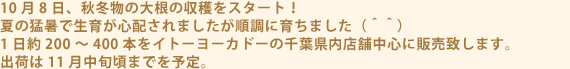 10月8日、秋冬物の大根の収穫をスタート！　夏の猛暑で生育が心配されましたが順調に育ちました（＾＾）1日約200～400本をイトーヨーカドーの千葉県内店舗中心に販売致します。出荷は11月中旬頃までを予定。