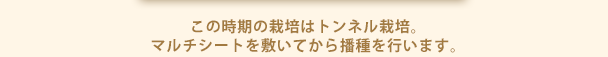 この時期の栽培はトンネル栽培。マルチシートを敷いてから播種を行います。