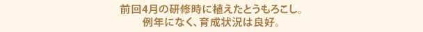 前回4月の研修時に植えたとうもろこし。例年になく、育成状況は良好。