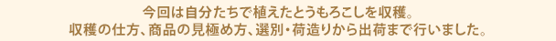 今回は自分たちで植えたとうもろこしを収穫。収穫の仕方、商品の見極め方、選別・荷造りから出荷まで行いました。