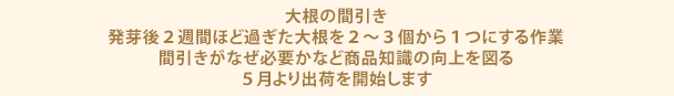 大根の間引き 発芽後2週間ほど過ぎた大根を2～3個から1つにする作業 間引きがなぜ必要かなど商品知識の向上を図る 5月より出荷を開始します