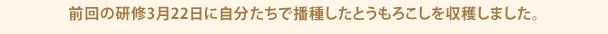 前回の研修3月22日に自分たちで播種したとうもろこしを収穫しました。