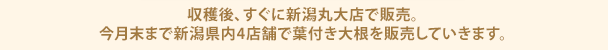 収穫後、すぐに新潟丸大店で販売。今月末まで新潟県内4店舗で葉付き大根を販売していきます。