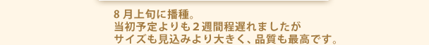 8月上旬に播種。当初予定よりも２週間程遅れましたがサイズも見込みより大きく、品質も最高です。