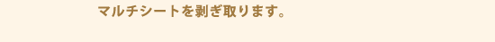マルチシートを剥ぎ取ります。
