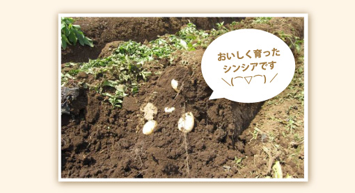 おいしく育ったシンシアです＼(⌒▽⌒)／ 