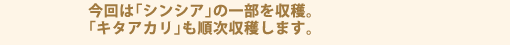 今回は｢シンシア｣の一部を収穫。｢キタアカリ｣も順次収穫します。