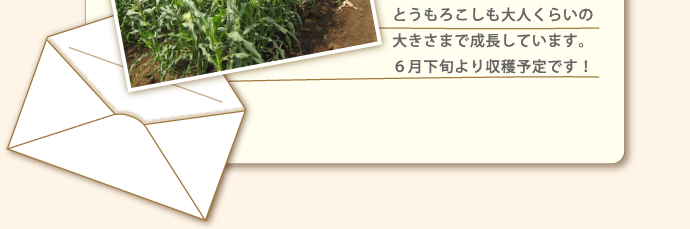 とうもろこしも大人くらいの大きさまで成長しています。６月下旬より収穫予定です！
