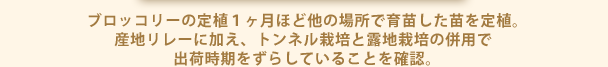 ブロッコリーの定植１ヶ月ほど他の場所で育苗した苗を定植。 産地リレーに加え、トンネル栽培と露地栽培の併用で 出荷時期をずらしていることを確認。