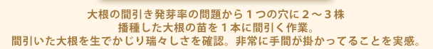 大根の間引き発芽率の問題から１つの穴に２～３株 播種した大根の苗を１本に間引く作業。 間引いた大根を生でかじり瑞々しさを確認。非常に手間が掛かってることを実感。