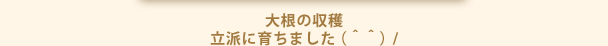 大根の収穫立派に育ちました（＾＾）/