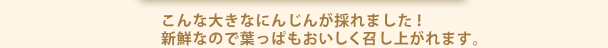 こんな大きなにんじんが採れました！新鮮なので葉っぱもおいしく召し上がれます。