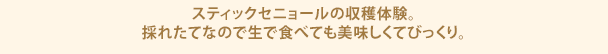 スティックセニョールの収穫体験。採れたてなので生で食べても美味しくてびっくり。