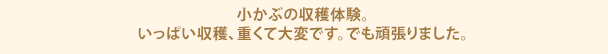 小かぶの収穫体験。いっぱい収穫、重くて大変です。でも頑張りました。