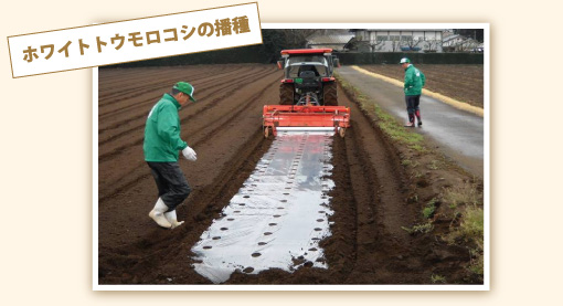 ホワイトトウモロコシの播種