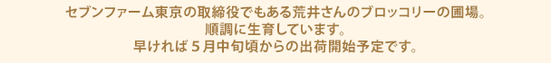 セブンファーム東京の取締役でもある荒井さんのブロッコリーの圃場。順調に生育しています。早ければ5月中旬頃からの出荷開始予定です。