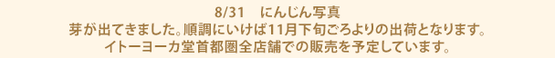 8/31　にんじん写真芽が出てきました。順調にいけば11月下旬ごろよりの出荷となります。イトーヨーカ堂首都圏全店舗での販売を予定しています。