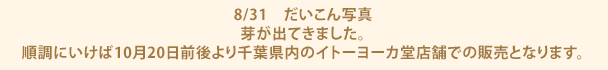 8/31　だいこん写真芽が出てきました。順調にいけば10月20日前後より千葉県内のイトーヨーカ堂店舗での販売となります。